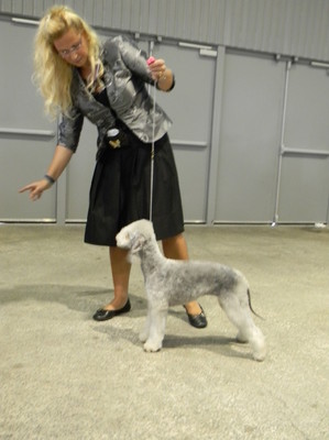 CH. toolbox Super trouper dite olga - Best of Breed, Meilleur Puppy de la race - Très prometteur