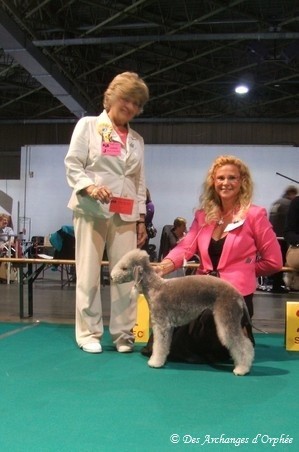 CH. toolbox Super trouper dite olga - BOB /meilleur de race, CACIB, CAC.