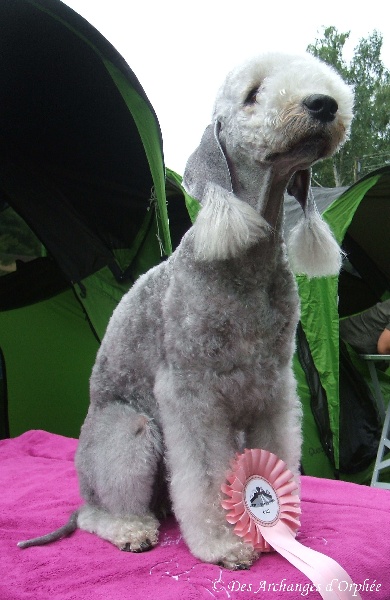 CH. toolbox Super trouper dite olga - 1ère Excellent en classe Champion, CAC KfT, CAC VDH.