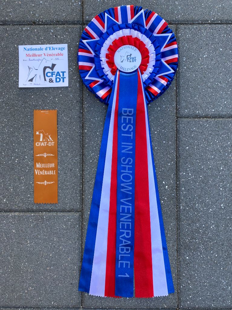 CH. toolbox Super trouper dite olga - BIS Vénérable, BOB Vénérable, BIS2 en paire avec R'mione