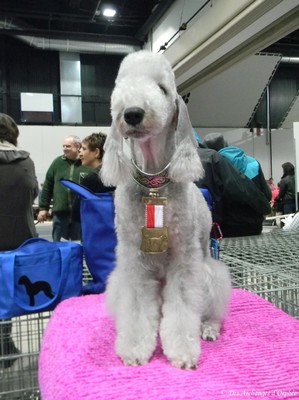 CH. toolbox Super trouper dite olga - CACIB + RCAC, 1ère Excellent en classe Intermédiaire.