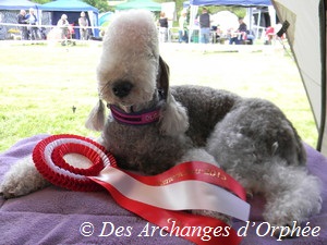 CH. toolbox Super trouper dite olga - 1ère Excellent en classe Champion, CAC.