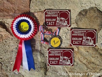 CH. toolbox Super trouper dite olga - CACT 197,5 pts