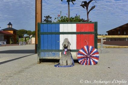 CH. toolbox Super trouper dite olga - Finaliste Championnat de France d'agility.