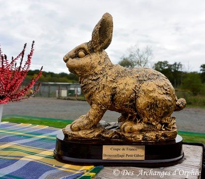CH. toolbox Super trouper dite olga - Finaliste Coupe de France SCC Broussaillage Petits Gibiers - 5ème prix.