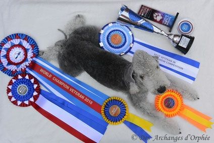 CH. toolbox Super trouper dite olga - BOB/ Meilleur de race Vétéran, BIS /Best In Show 4 Vétéran.