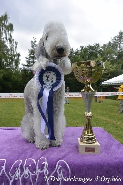 CH. toolbox Super trouper dite olga - 1ère Exc., meilleure femelle, BOB -meilleure de race & 2nde meilleure paire.