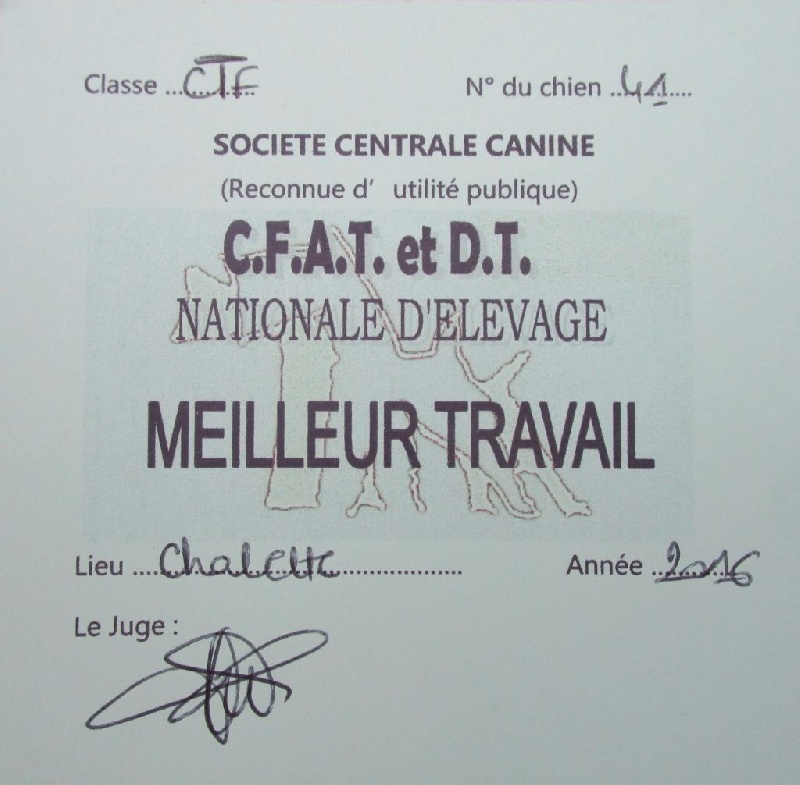 CH. toolbox Super trouper dite olga - 1ère Exc. Cl Travail, r-BIS Travail, BIS Paire, BIS Lot Affixe & Reproducteur.