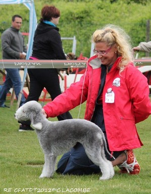 CH. toolbox Super trouper dite olga - BIS 2nd meilleur chien du jour, BOG 2nde meilleure Ouverte du groupe et BOB.