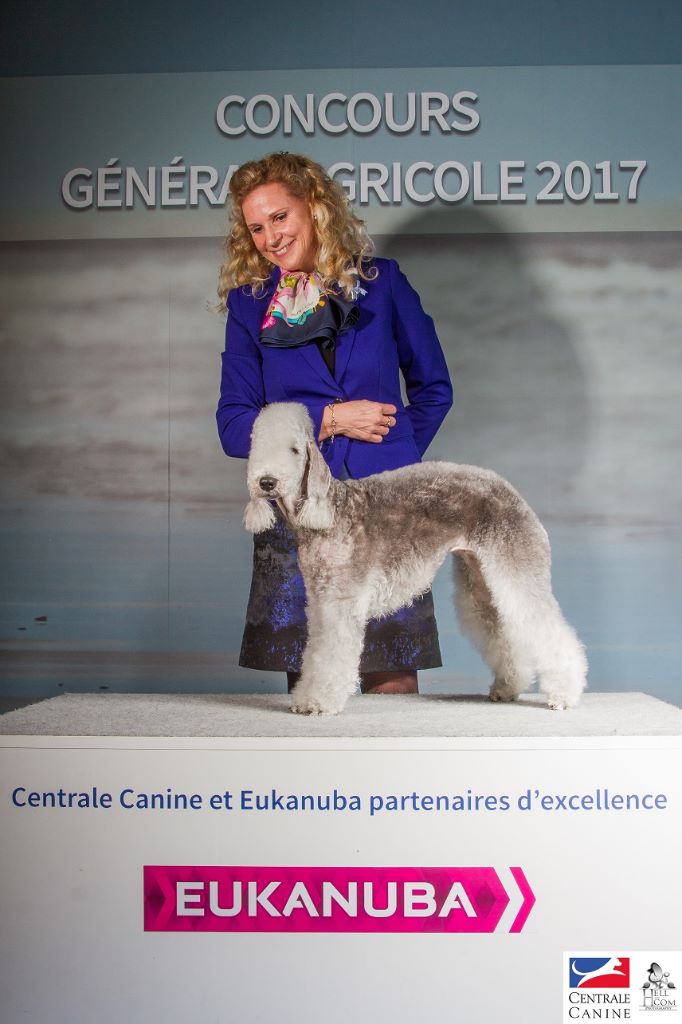 CH. toolbox Super trouper dite olga - Finaliste Meilleur sujet en classe Travail de la Nationale d'Elevage.