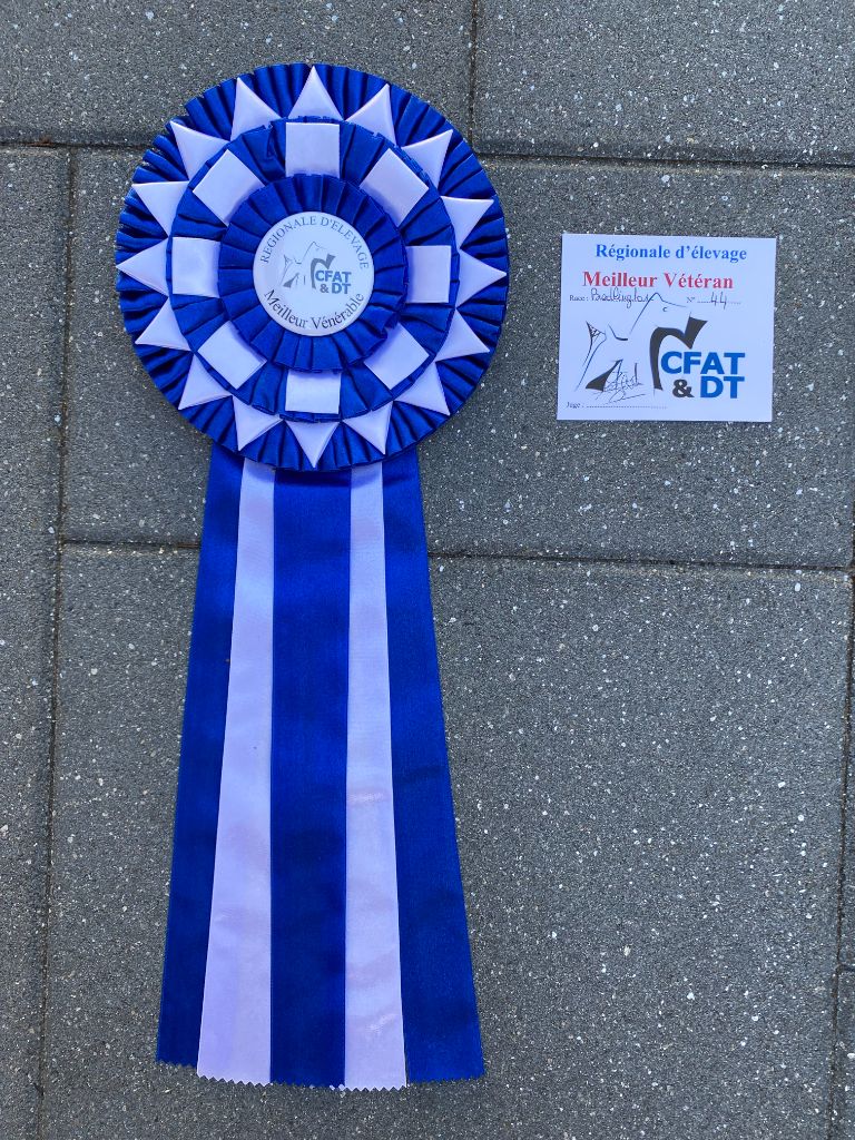 CH. toolbox Super trouper dite olga - BIS Vénérable, BOB Vénérable, BIS en paire avec R'mione