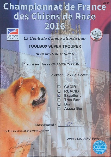 CH. toolbox Super trouper dite olga - 2nde Excellent en classe Champion