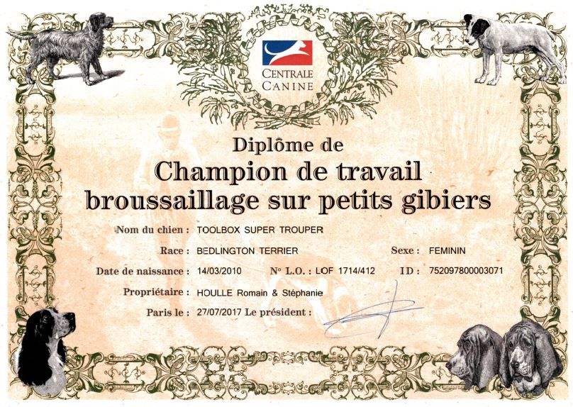 CH. toolbox Super trouper dite olga - Championne de France de Travail Broussaillage Petits Gibiers.