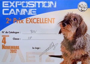 CH. toolbox Super trouper dite olga - 1nde Excellent en classe Ouverte.