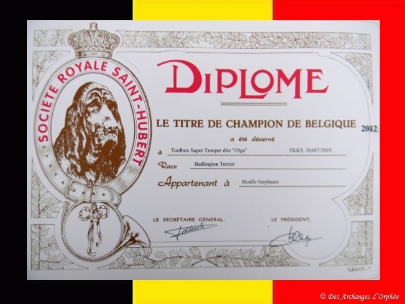 CH. toolbox Super trouper dite olga - Championne de Belgique.