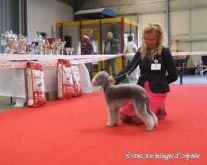 CH. toolbox Super trouper dite olga - BOB / Meilleure de race, 3ème Meilleur Terrier.