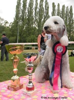 CH. toolbox Super trouper dite olga - BOB + 1er Excellent Jeune + Meilleure Jeune Terrier.