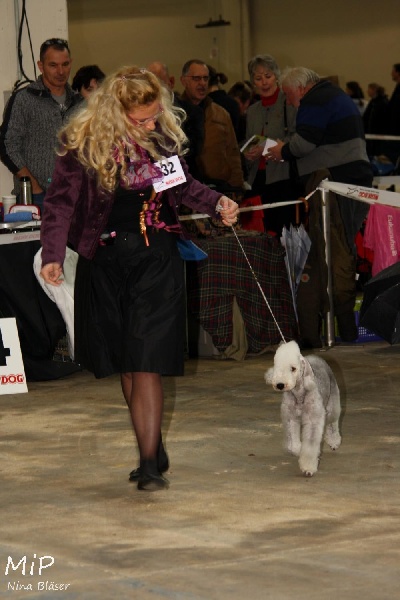 CH. toolbox Super trouper dite olga - BOB de la race & BOB Jeune