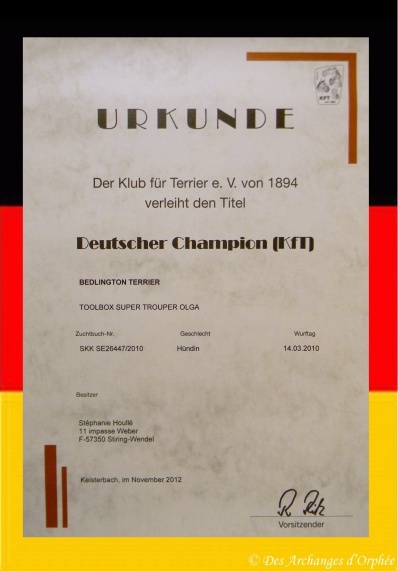 CH. toolbox Super trouper dite olga - Championne d'Allemagne KfT.