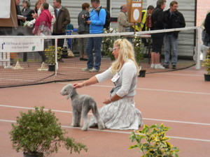 CH. toolbox Super trouper dite olga - BOS Classe Novice - Très prometteur