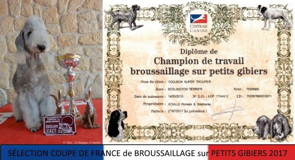 CH. toolbox Super trouper dite olga - Finaliste CFATDT Coupe de France Broussaillage Petits Gibiers.