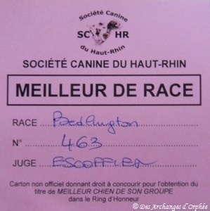 CH. toolbox Super trouper dite olga - Confirmation LOF et BOB - Meilleure de race.