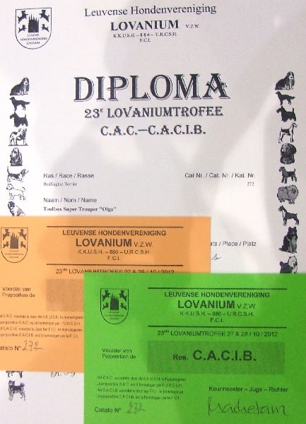 CH. toolbox Super trouper dite olga - 1ère Excellent - classe Ouverte, RCAC + RCACIB.