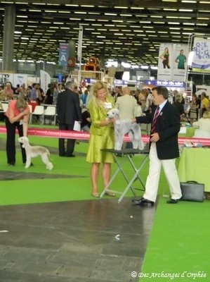 CH. toolbox Super trouper dite olga - 3ème Excellent Classe Jeune.