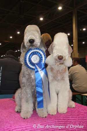 CH. toolbox Super trouper dite olga - RCACIB, RCACL.