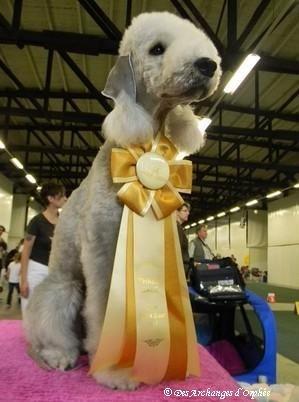 CH. toolbox Super trouper dite olga - Championne Jeune VDH & KFT.