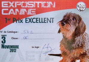 CH. toolbox Super trouper dite olga - 1ère Excellent en classe Ouverte et 3ème Meilleure paire avec Tsarine.