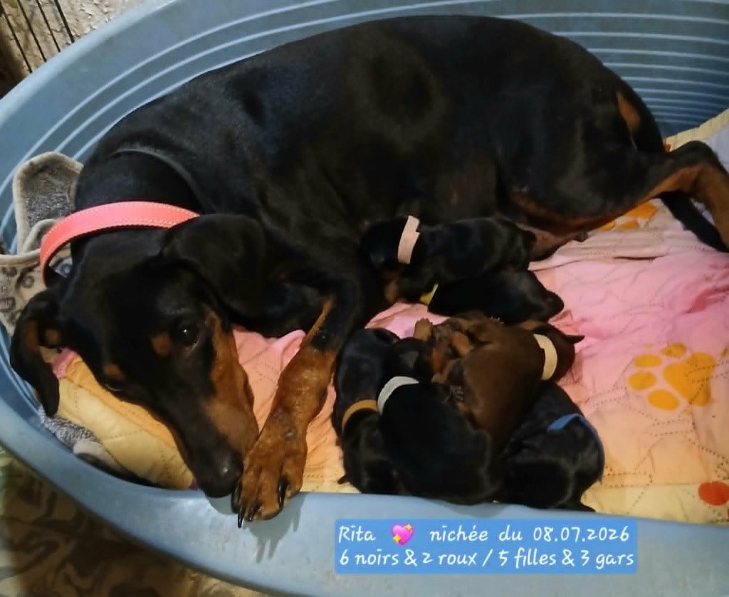 B............ de la Tour de Cruzières - Pinscher Allemand