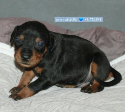 Les chiots de Pinscher Allemand