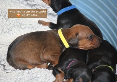 Les chiots de Pinscher Allemand