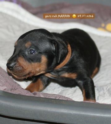 Les chiots de Pinscher Allemand