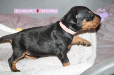 Les chiots de Pinscher Allemand