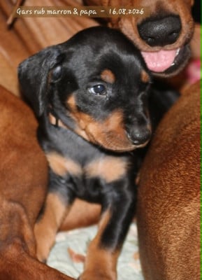 Les chiots de Pinscher Allemand