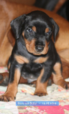 Les chiots de Pinscher Allemand