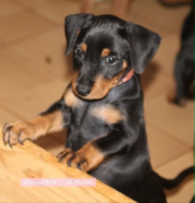 Les chiots de Pinscher Allemand