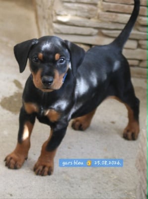 Les chiots de Pinscher Allemand