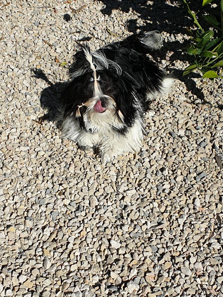 Publication : Du Domaine Du Shiloh