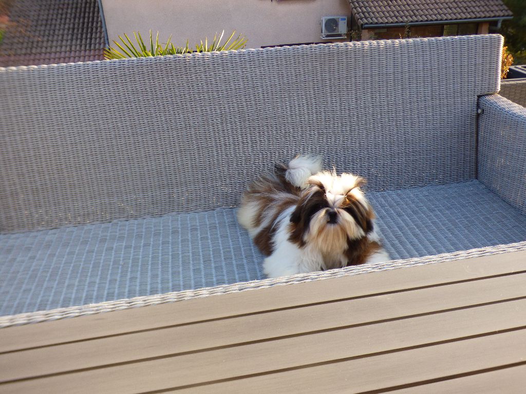 Mahalya Du Domaine Du Shiloh