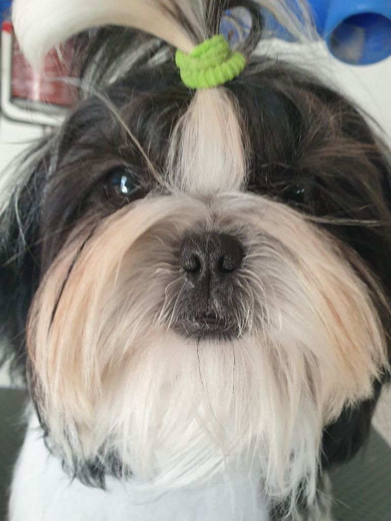 Publication : Du Domaine Du Shiloh