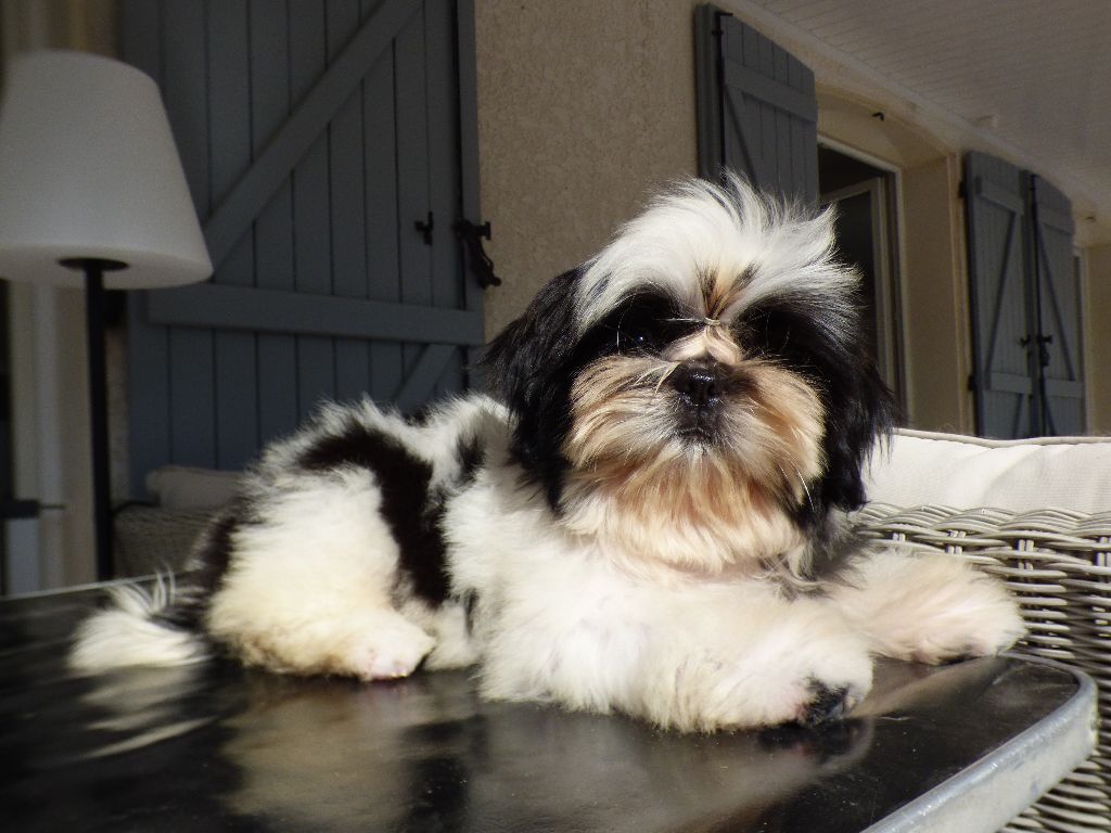 Publication : Made In Albizzia