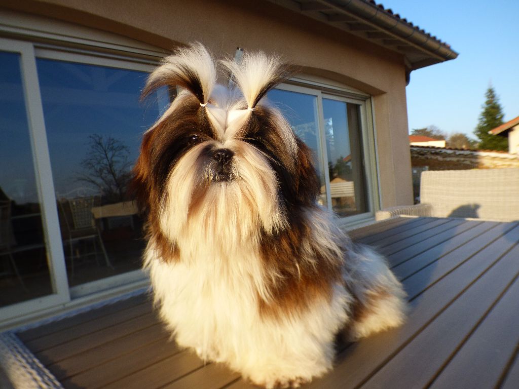 Mahalya Du Domaine Du Shiloh