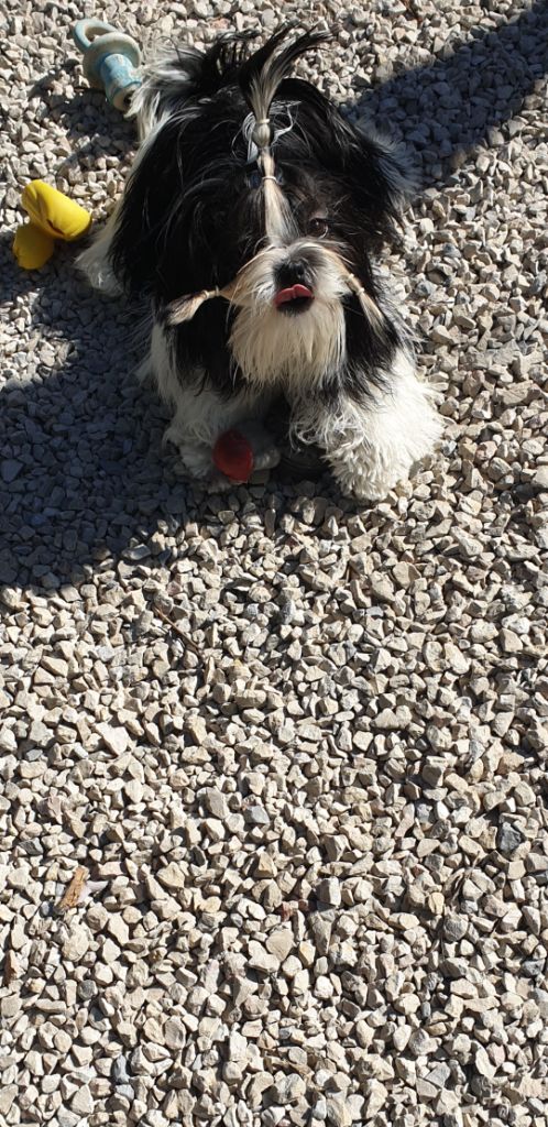 Publication : Du Domaine Du Shiloh