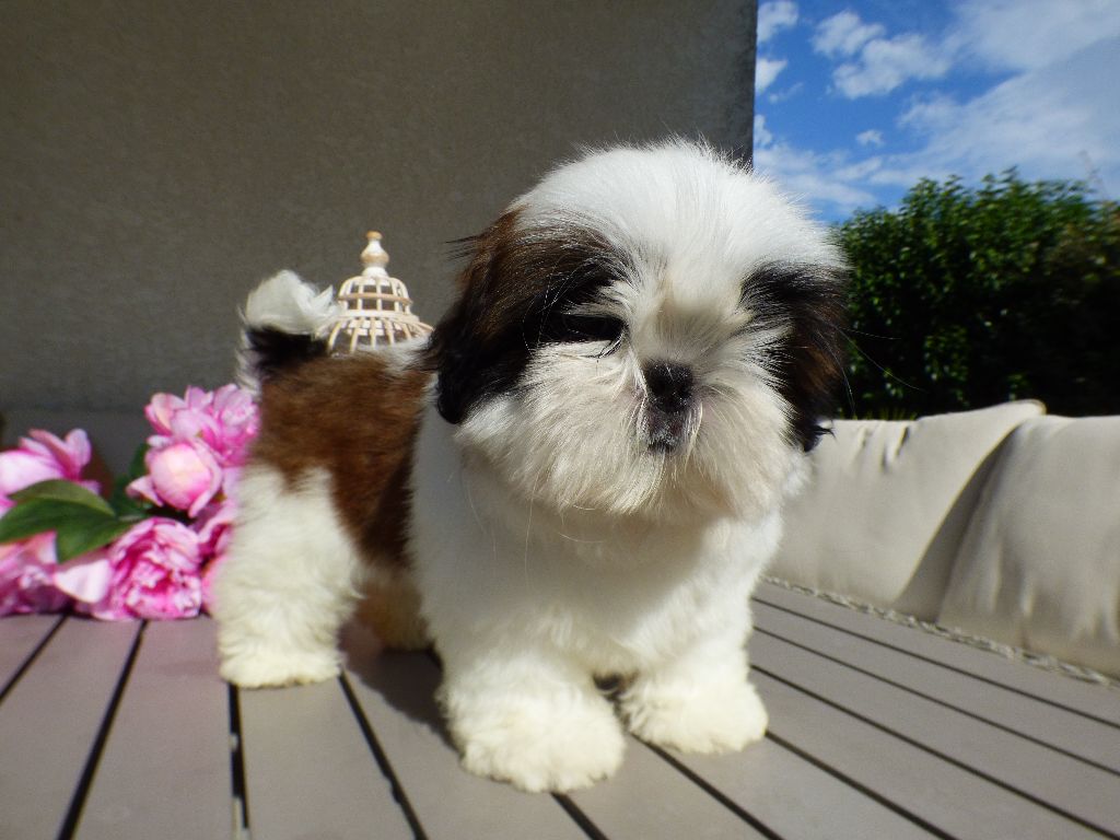 Publication : Du Domaine Du Shiloh