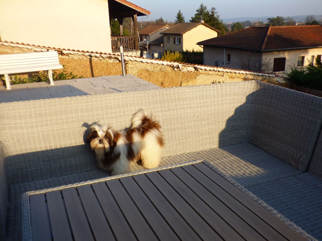 Mahalya Du Domaine Du Shiloh