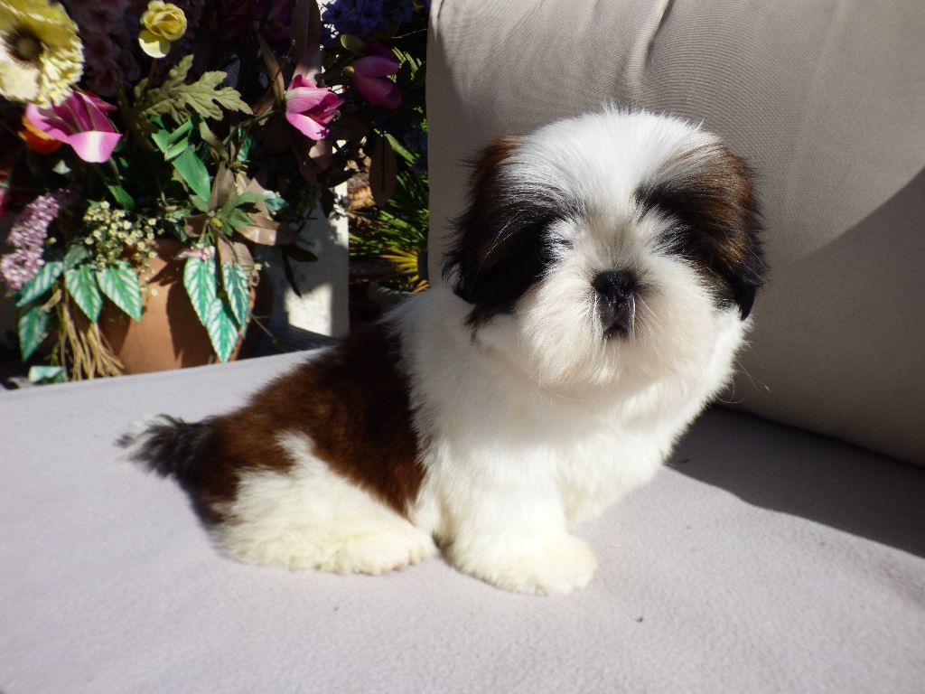 Publication : Du Domaine Du Shiloh