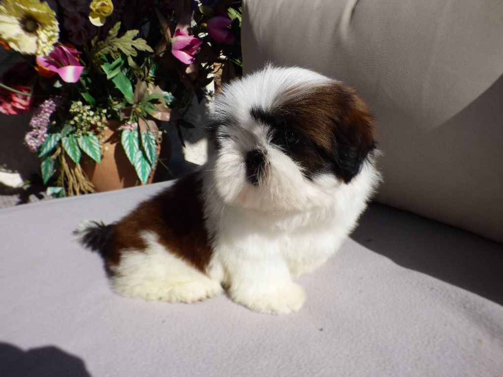 Publication : Du Domaine Du Shiloh